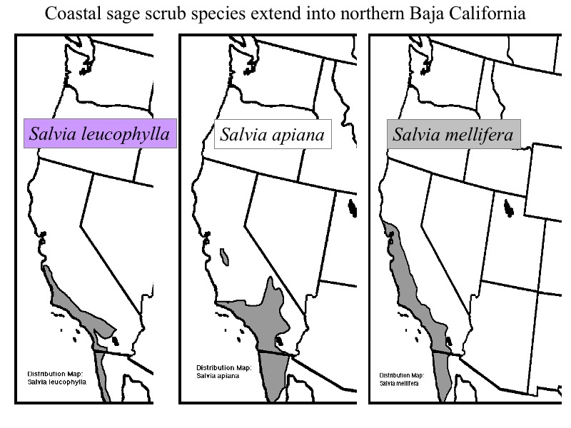 Geographic distribution of three species of Salvia.